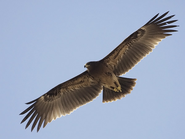 Kiljukotka, Greater Spotted Eagle, Clanga clanga